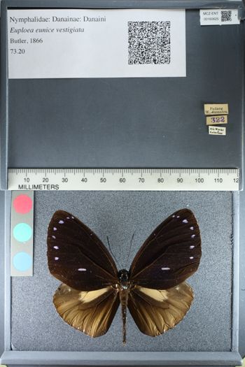 Media type: image;   Entomology 160625